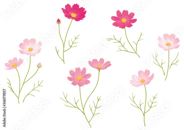 Fototapeta コスモス