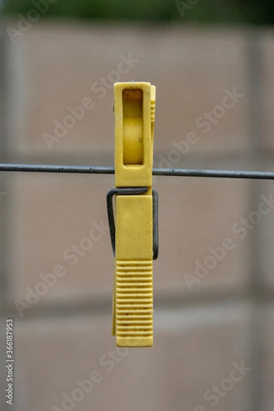 Obraz flowers in the garden