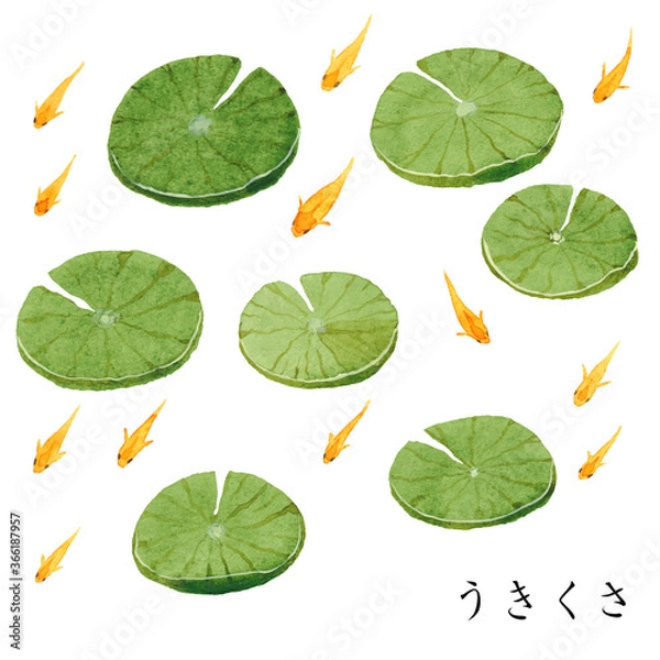 Obraz うきくさとヒメダカ