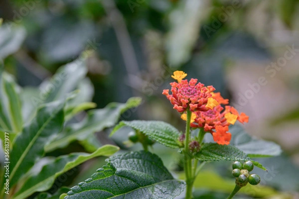 Obraz flowers in the garden