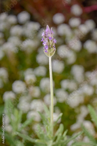 Obraz flowers in the garden