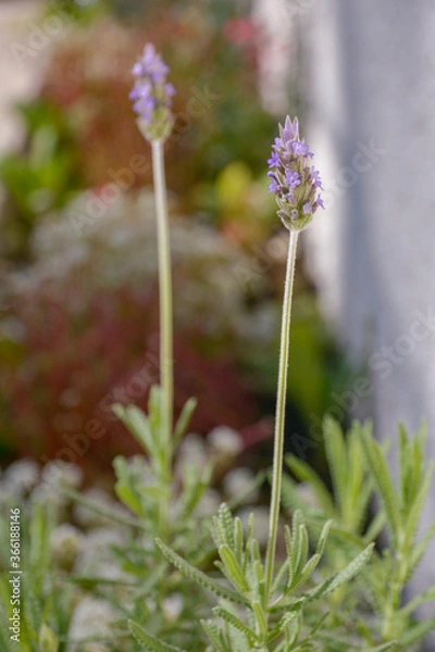 Obraz flowers in the garden
