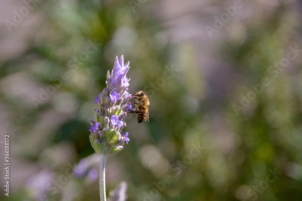 Obraz flowers in the garden