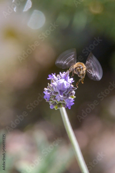Obraz flowers in the garden