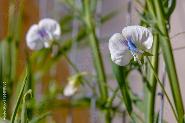 Obraz flowers in the garden