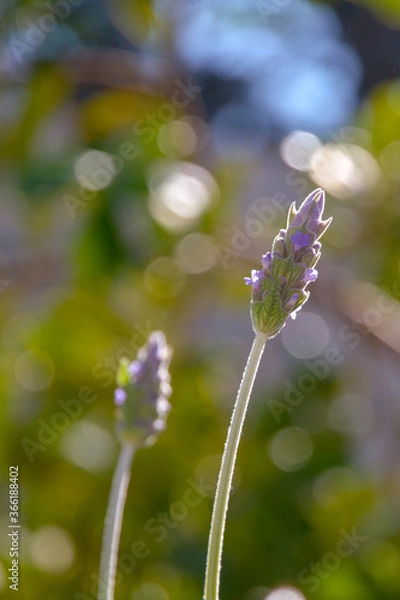 Obraz flowers in the garden
