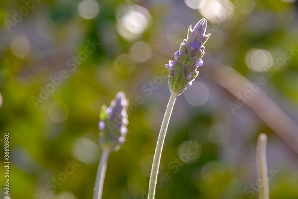 Obraz flowers in the garden