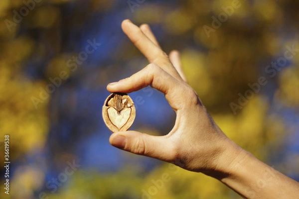 Fototapeta OK for walnuts