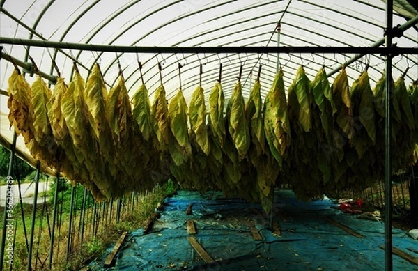 Obraz 葉たばこの乾燥
