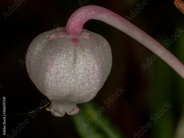Fototapeta This flower was a beautiful bright  spot in the otherwise brown grey swampland. Ylläslompolo. Kolari, Finnish Lapland.