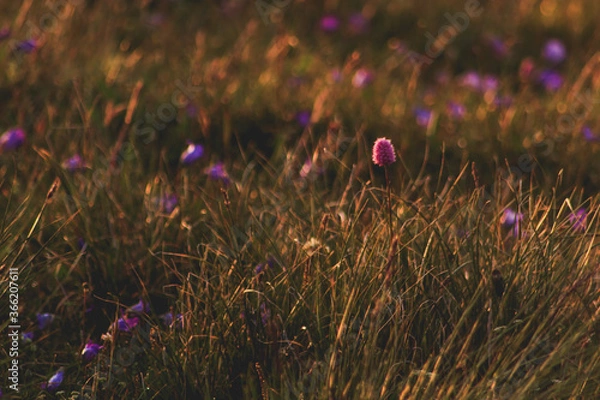 Obraz purple flowers in the grass