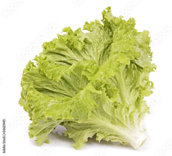 Fototapeta lettuce close up isolated in white background