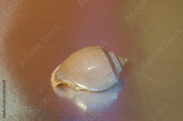 Fototapeta mother-of-pearl shell close up on shiny metallic silver gray background