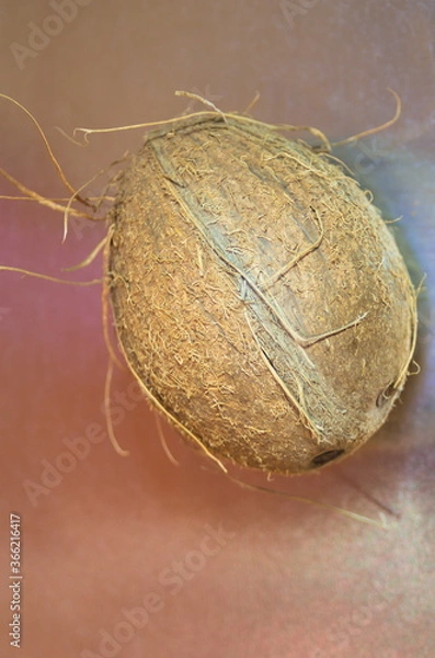 Fototapeta tropical coconut on light metallic silver gray shiny backdrop