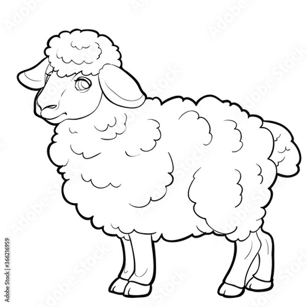 Fototapeta sheep sketch, farm, coloring, isolated object on a white background, vector illustration,