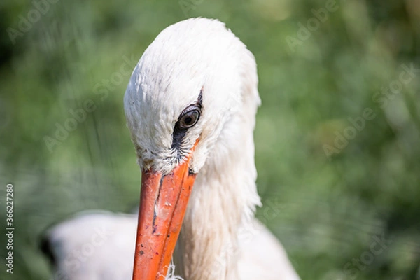 Fototapeta head white stork 