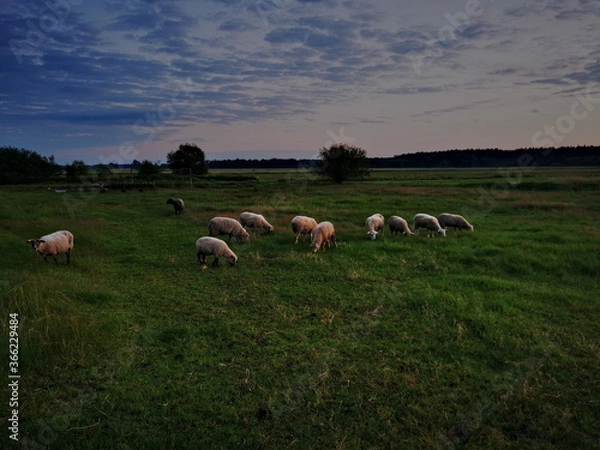 Obraz Sheep in the meadow at sunset