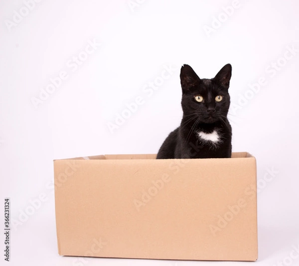 Fototapeta Black cat in box
