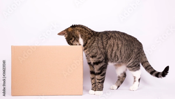 Obraz Tabby cat studio box