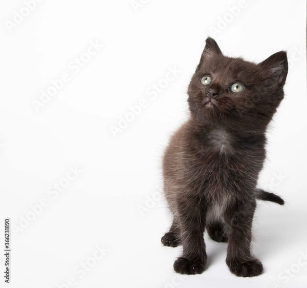 Obraz Black kitten in photostudio