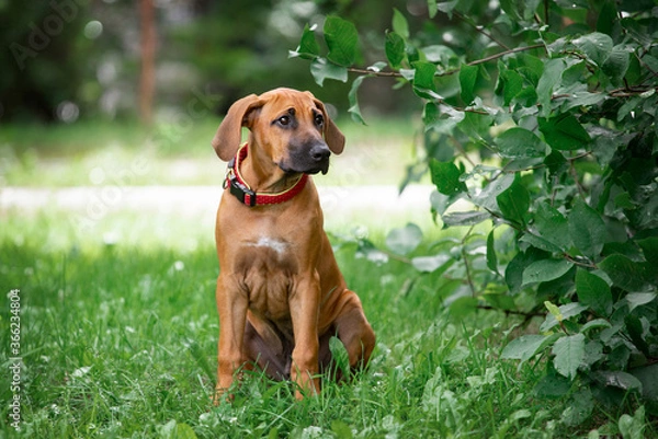 Obraz Adorable Rhodesian Ridgeback puppie poses in park 