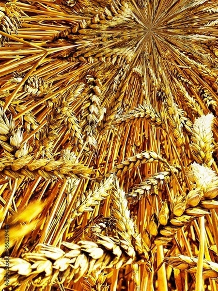 Obraz wheat ears in a basket