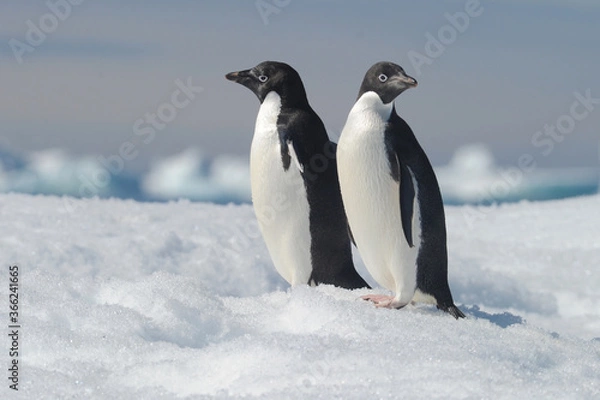 Fototapeta Penguin Adelie Pygoscelis adeliae - the most widely spread penguin species.