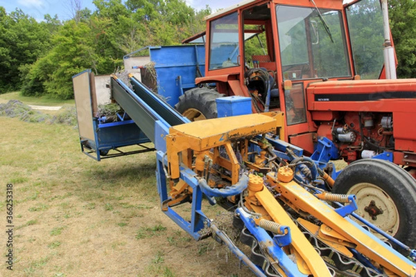 Obraz moissonneuse de lavandes