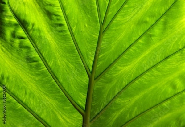 Fototapeta Patterns and shapes in nature