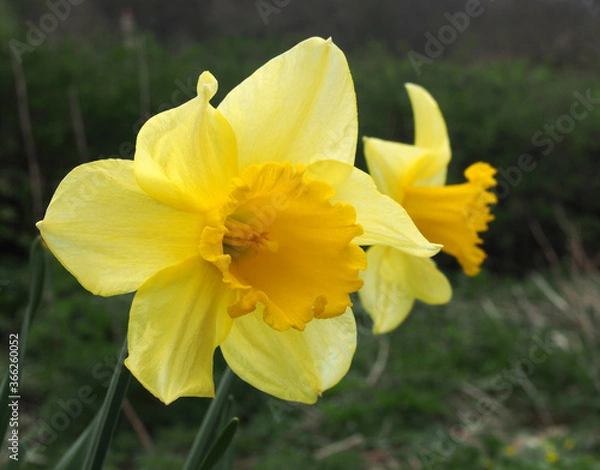 Fototapeta a close up of two wild yellow daffodils growing at the edge of woodland