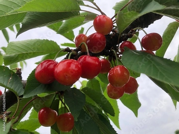 Obraz サクランボ