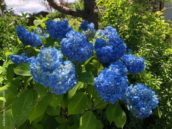 Obraz 紫陽花
アジサイ