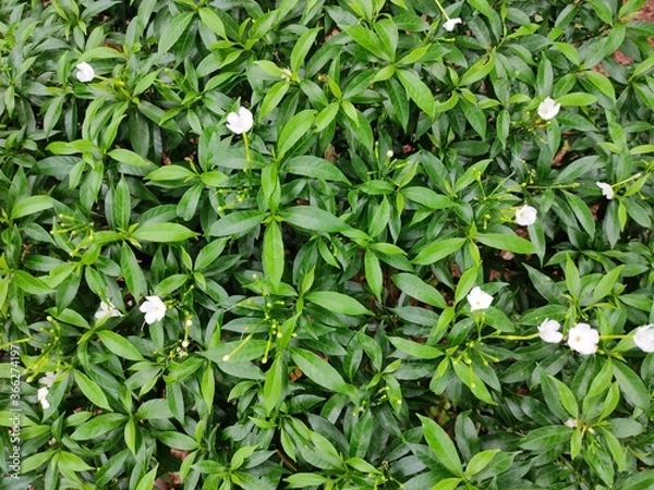 Obraz green leaves background