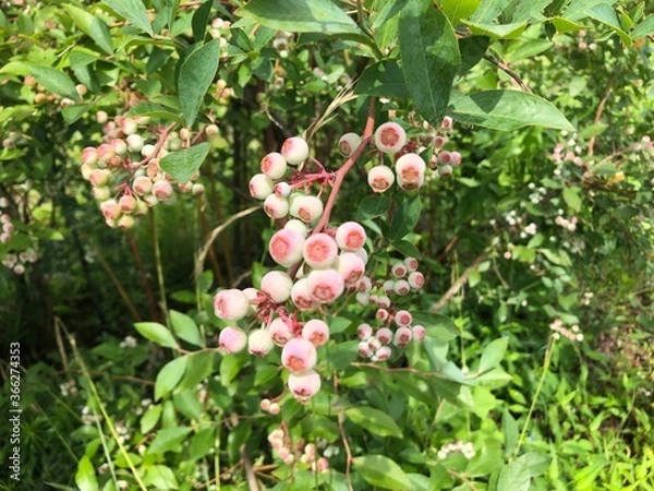 Obraz ブルーベリー