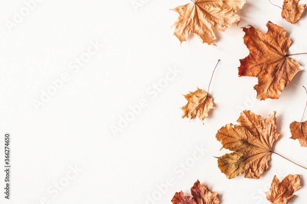 Fototapeta Autumn composition. Dried maple leaves on white background. Autumn, fall, thanksgiving day concept. Flat lay, top view