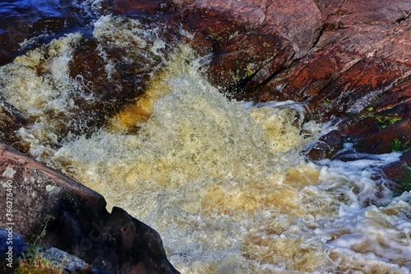 Fototapeta red sea anemone