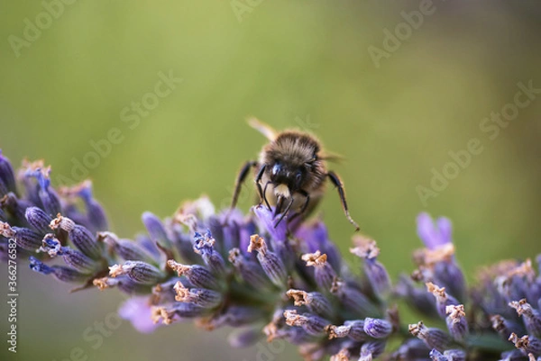 Fototapeta Bumblebee gathering nectar