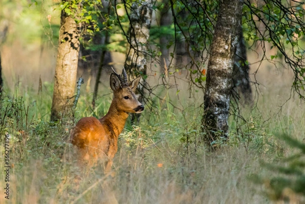 Obraz Roe deer in the sun on the veluwe.
