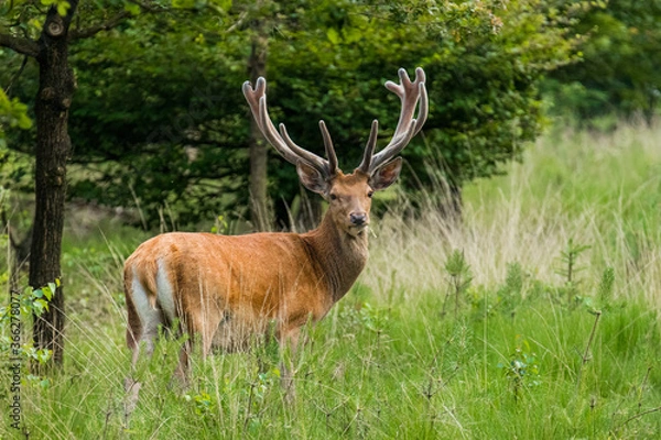 Obraz Male red deer on the veluwe.