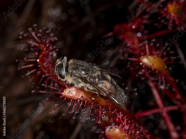 Fototapeta This is one of the very few carnivorous plants in the Finnish Lapland. This one has trapped an insect on its sticky leaf. Ylläslompolo, Kolari, Finland.