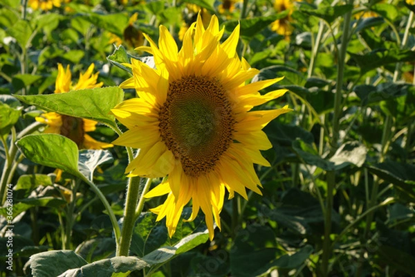 Obraz Young sunflower