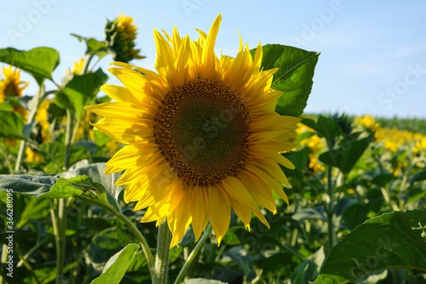 Obraz Young sunflower
