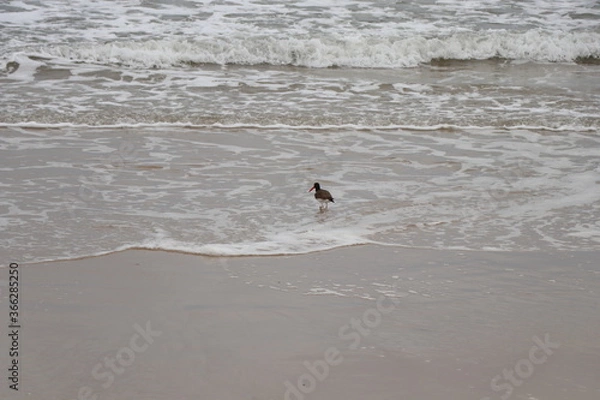 Fototapeta Bird searching for food at the tide line