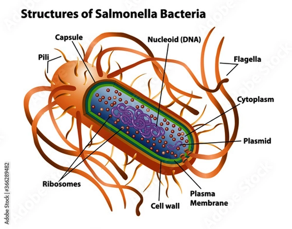 Obraz Salmonella bacteria structures with labels for pili, nucleoid DNA, capsule, flagella, cytoplasm, plasmid, plasma membrane, cell wall and ribosomes.