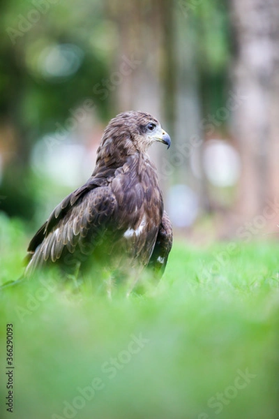 Obraz red tailed hawk