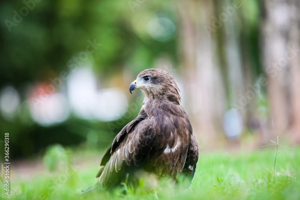 Obraz red tailed hawk