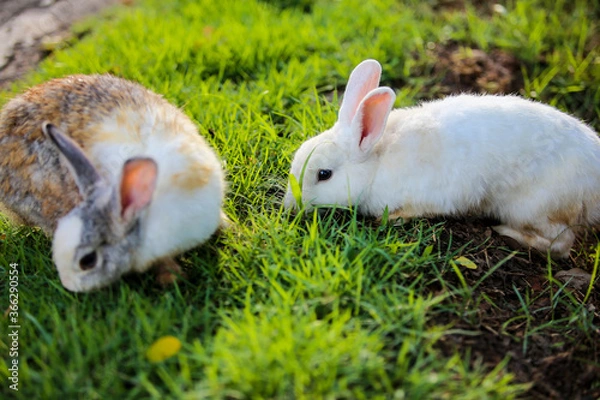 Obraz rabbit in the grass