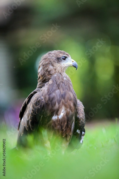 Obraz red tailed hawk