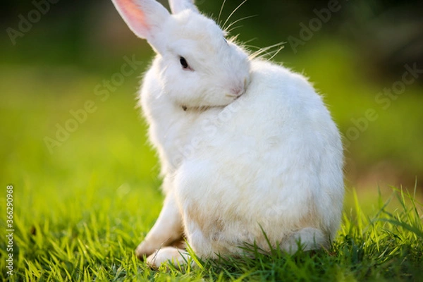 Obraz white rabbit on green grass