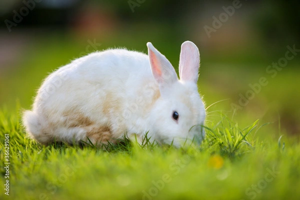Obraz white rabbit on green grass